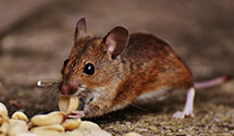 24 Hour & Emergency Exterminators in Mechanic Falls, ME